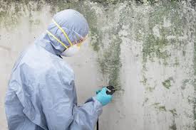 Environmental Consulting for Mold Prevention in Reedley, CA